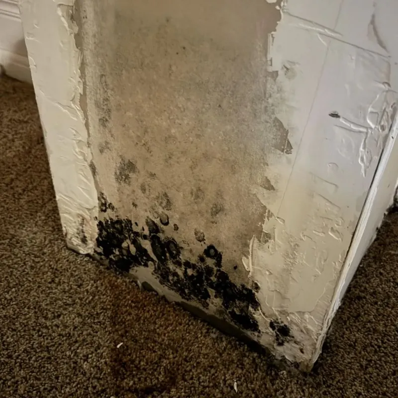 Professional Mold Removal in Newark, NJ